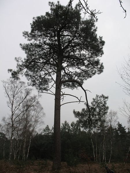 Pin maritime remarquable. La Claye